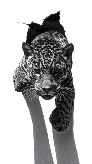 jaguar qui sort du mur
